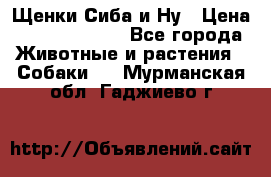 Щенки Сиба и Ну › Цена ­ 35000-85000 - Все города Животные и растения » Собаки   . Мурманская обл.,Гаджиево г.